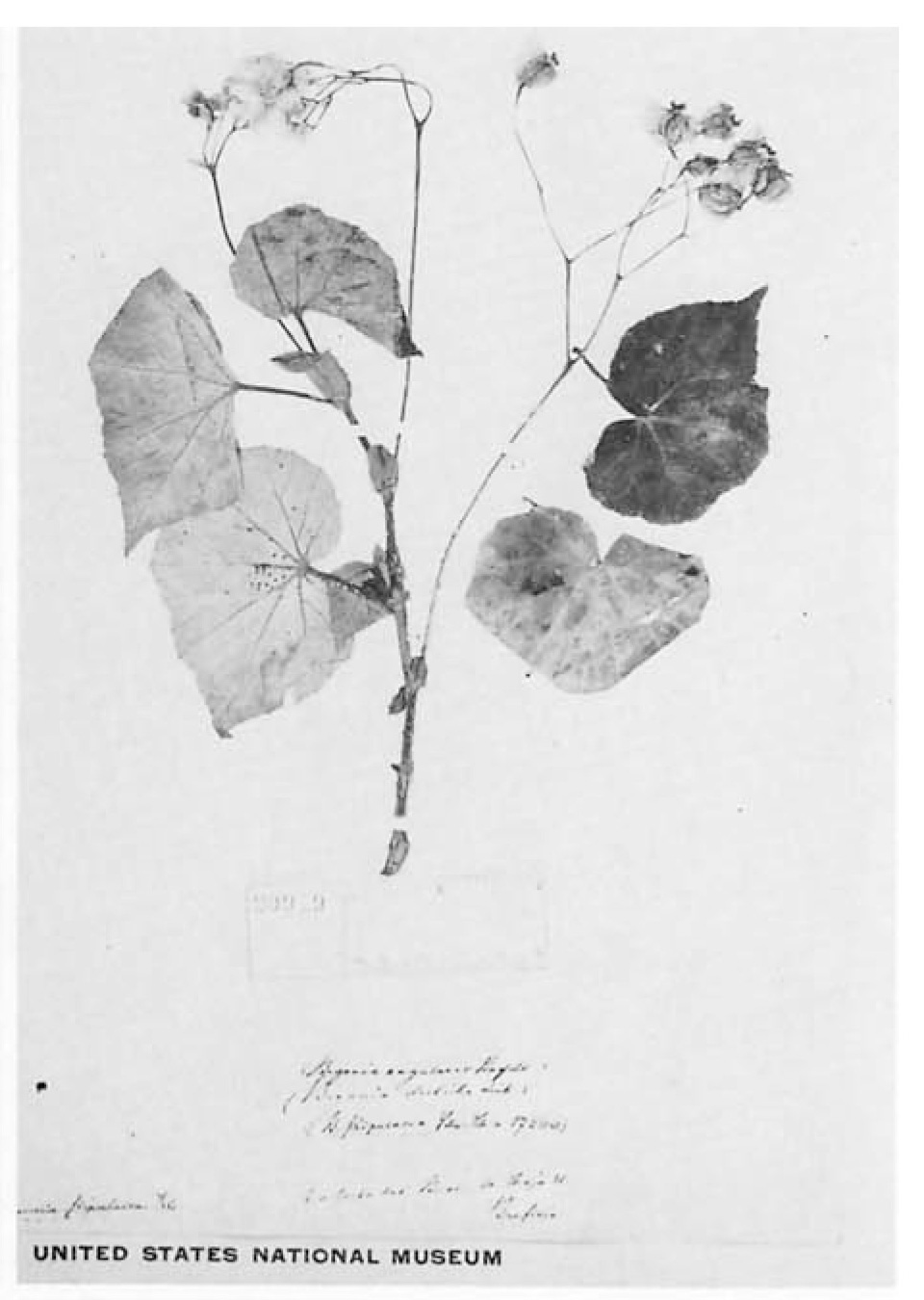 B. stipulacea